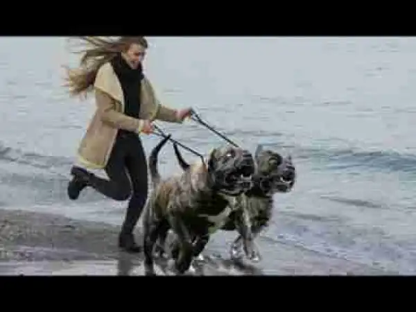 Video: Top 10 French Dog Breeds